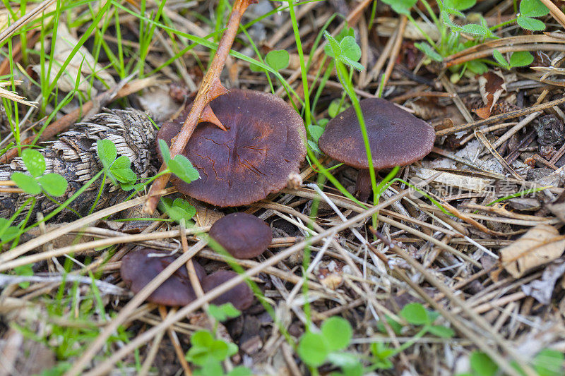 Calocybe sp吗?松林上的蘑菇